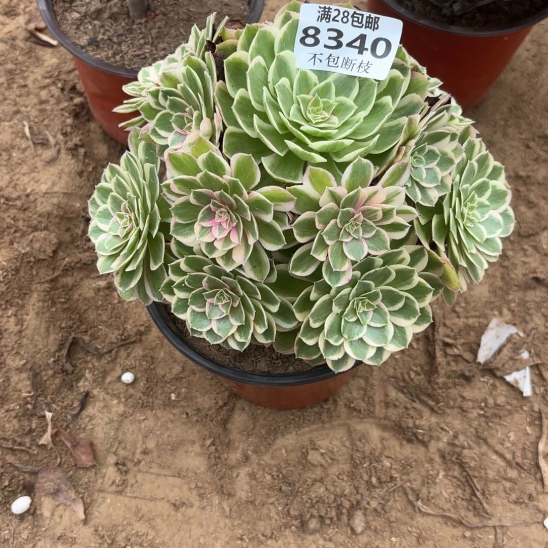 N. 8340孔雀翎多肉？ade