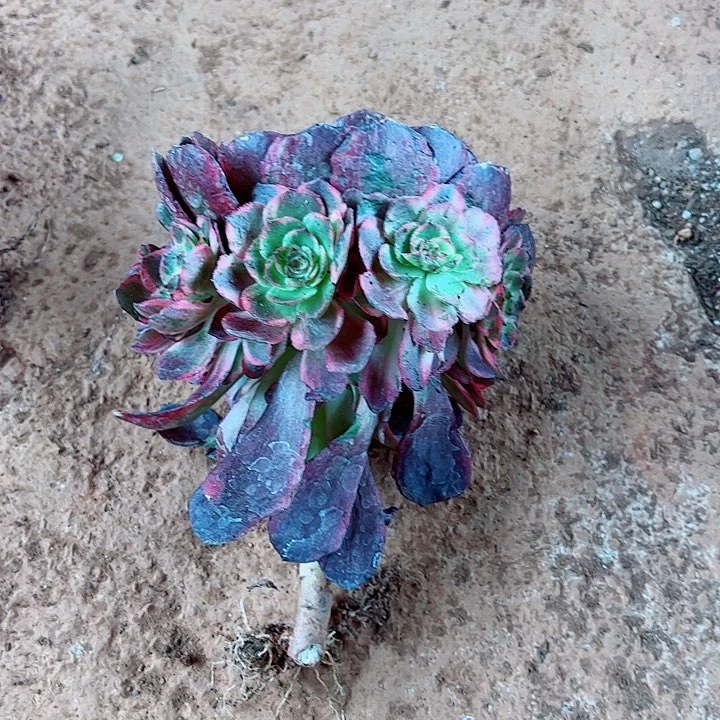 红花郎多肉植物大战僵尸