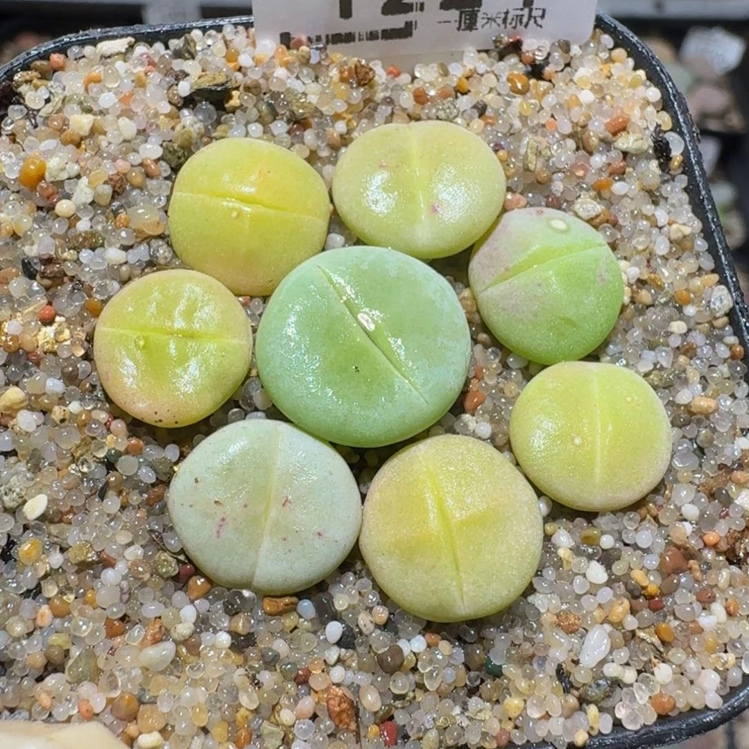 zzzzz生石花肉锥1224