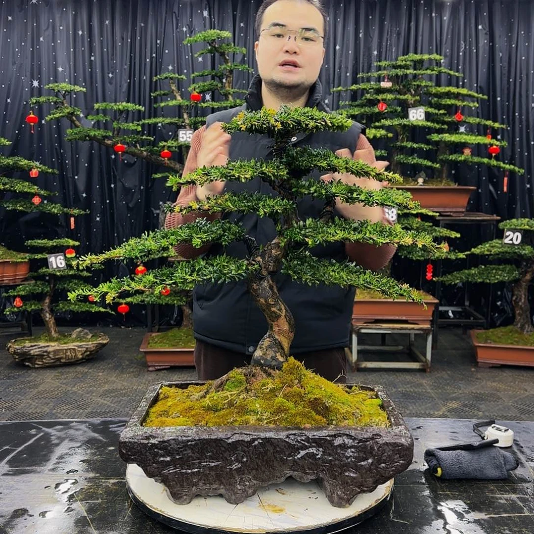 松树柏树造型盆景