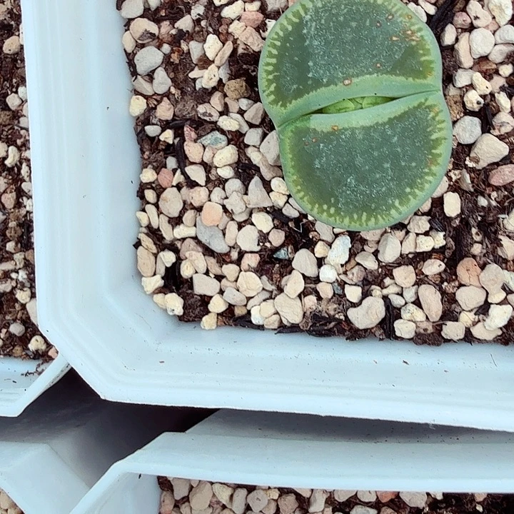 这个点睡一回595好