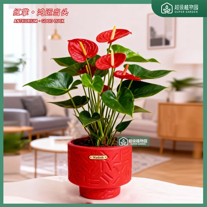 【带花发货】红掌花卉植物室内客净化空厅四季开花绿植5-8花