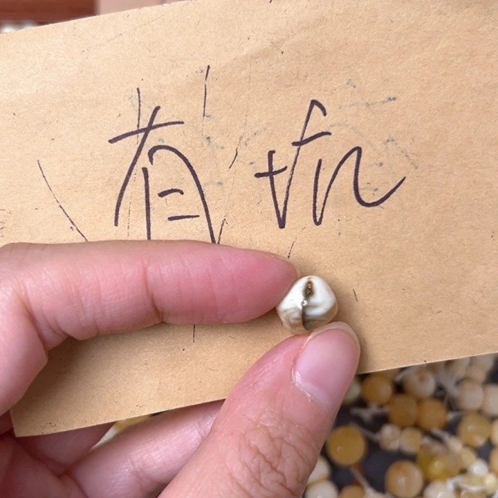 蜜蜡未镶嵌裸石9.9mm一个