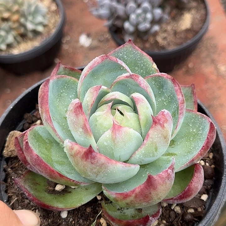 惊鸿一物一拍包装收缩花旱