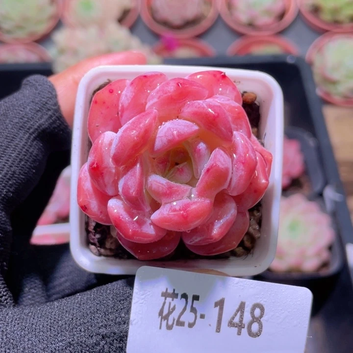 花利美25-148春园