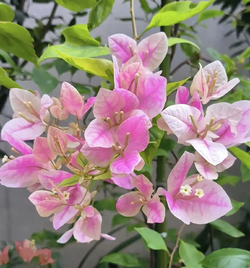 （广红樱带盆）精品盆苗三角梅一个月内换盆无售后