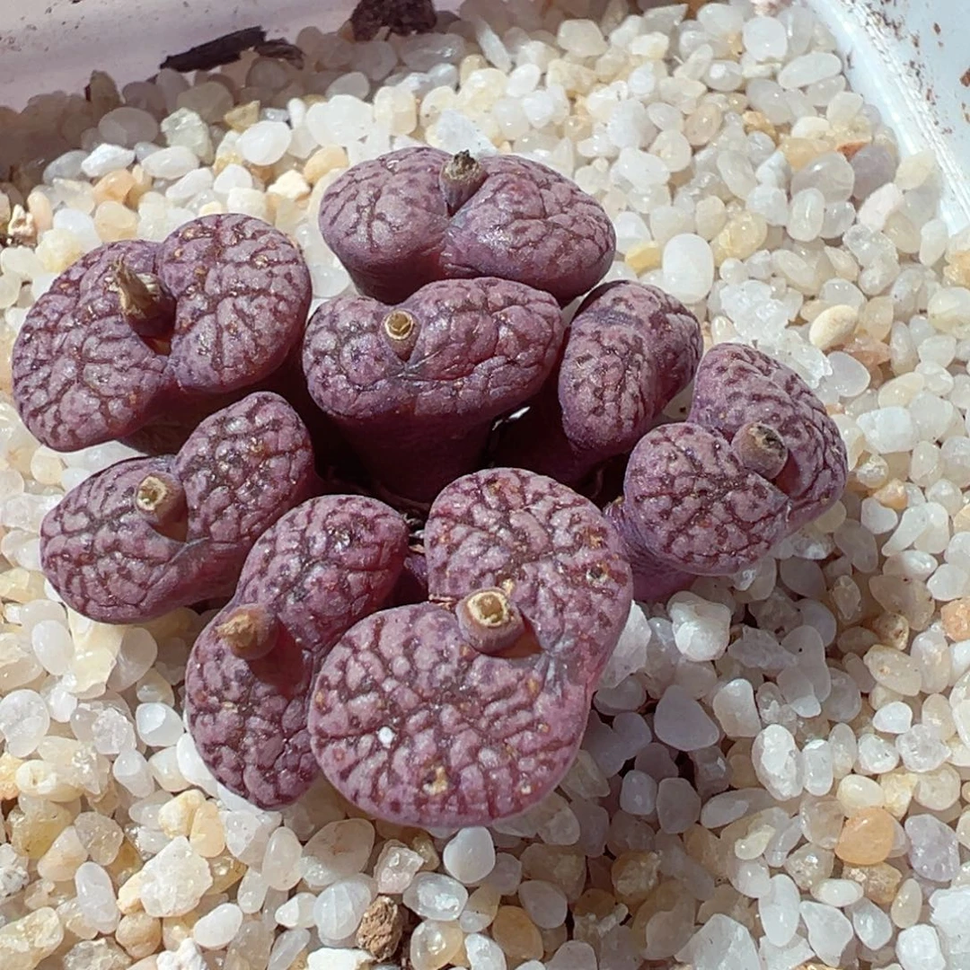 1228-198多肉肉肉紫鸟