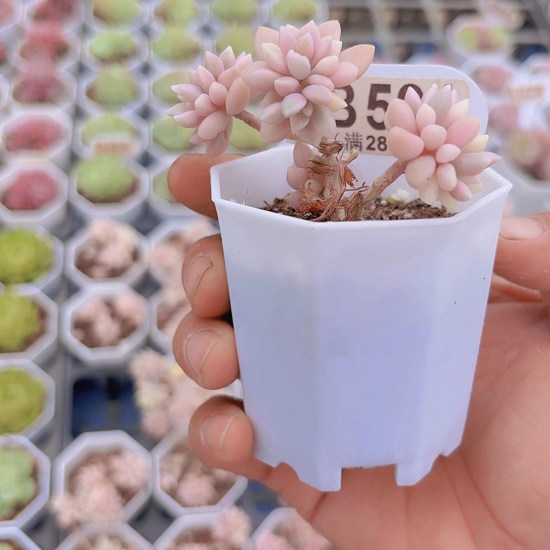 宗****yB591姬秋丽锦一物一拍