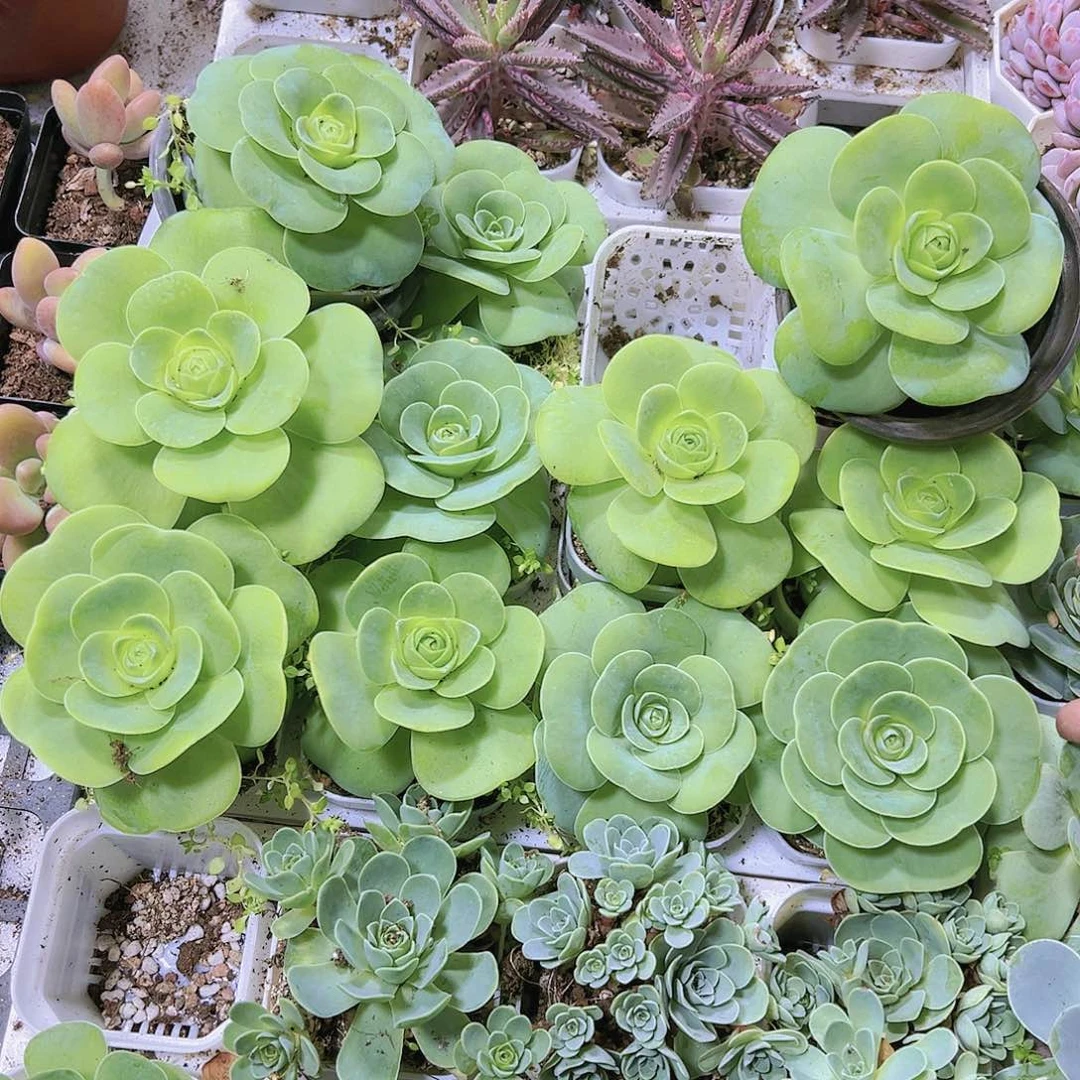 白玉鸡蛋样品19包邮多肉