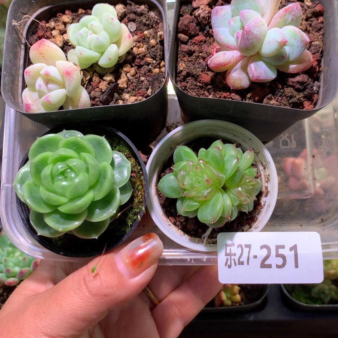 乐然27-251 框拍5颗