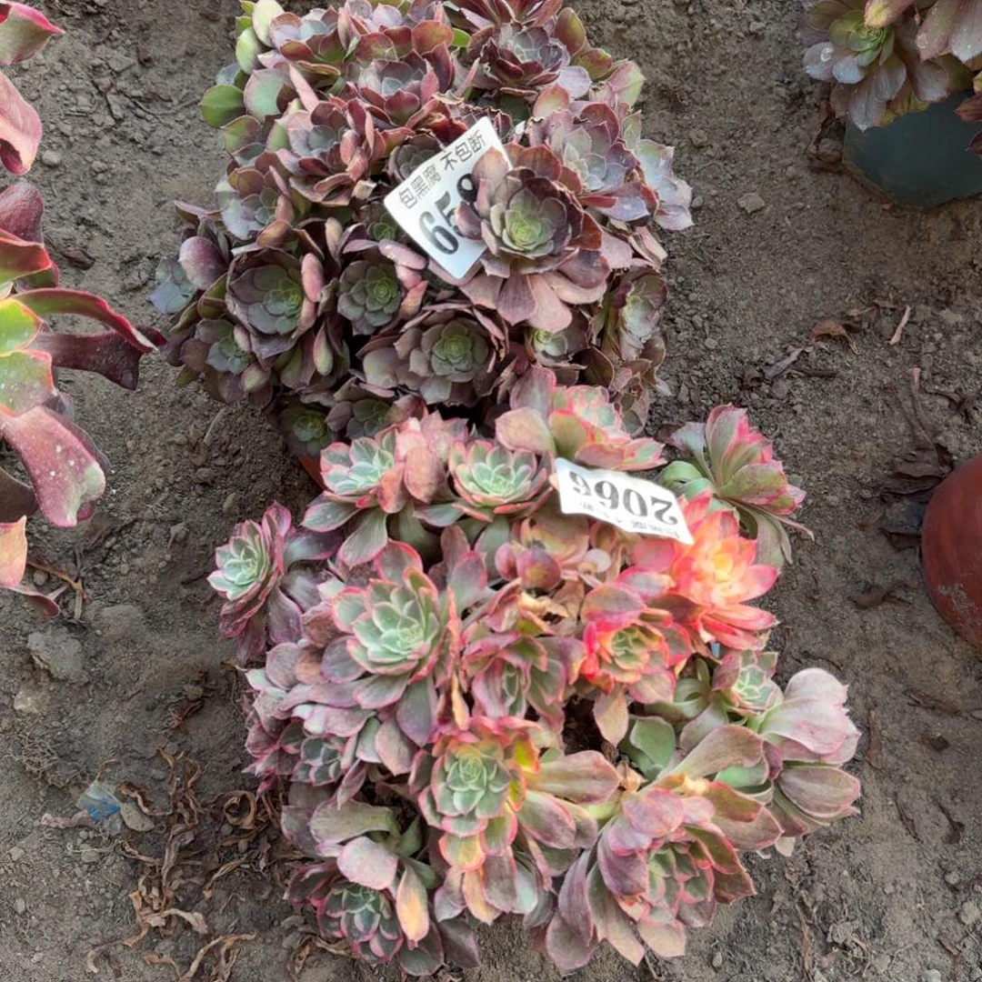 法师丘比特 墨染2066 16-12