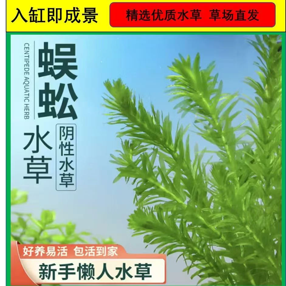 蜈蚣草金鱼肾厥草净水淡水鱼缸造景增氧养鱼专用水草