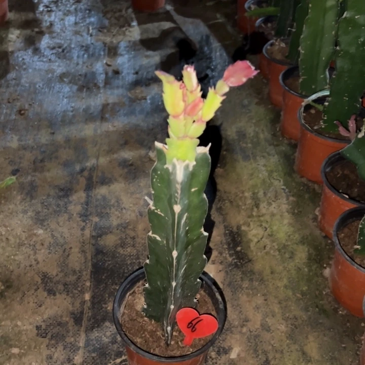 海***^当前无花栽培后可以开花桑吉塔66