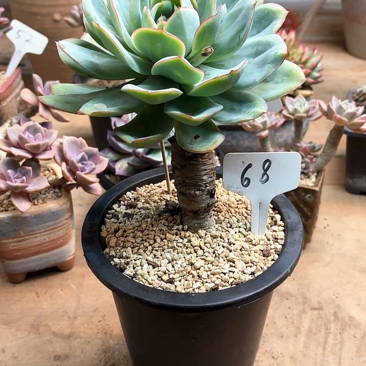 多肉植物，晨露68号