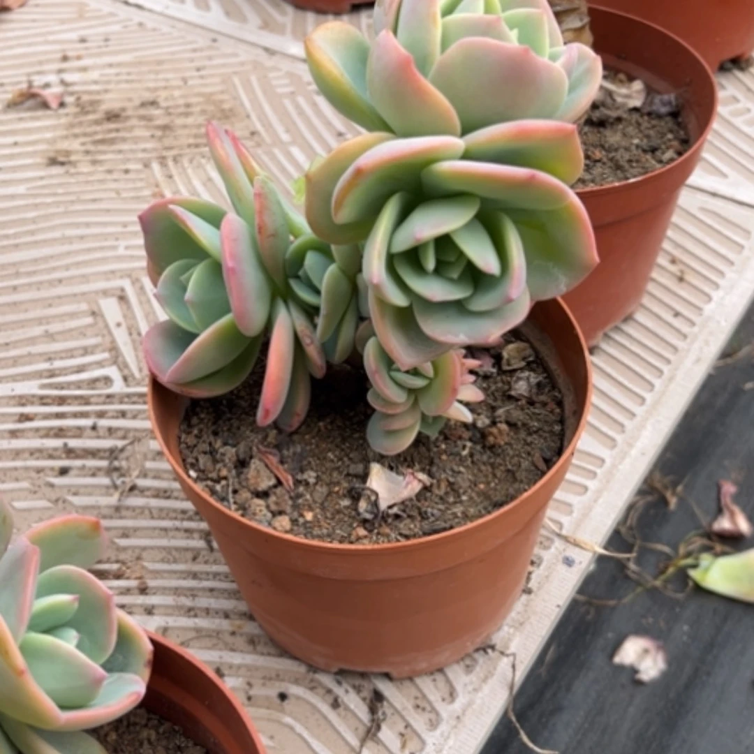 【闪购商品】安*白凤多肉植物