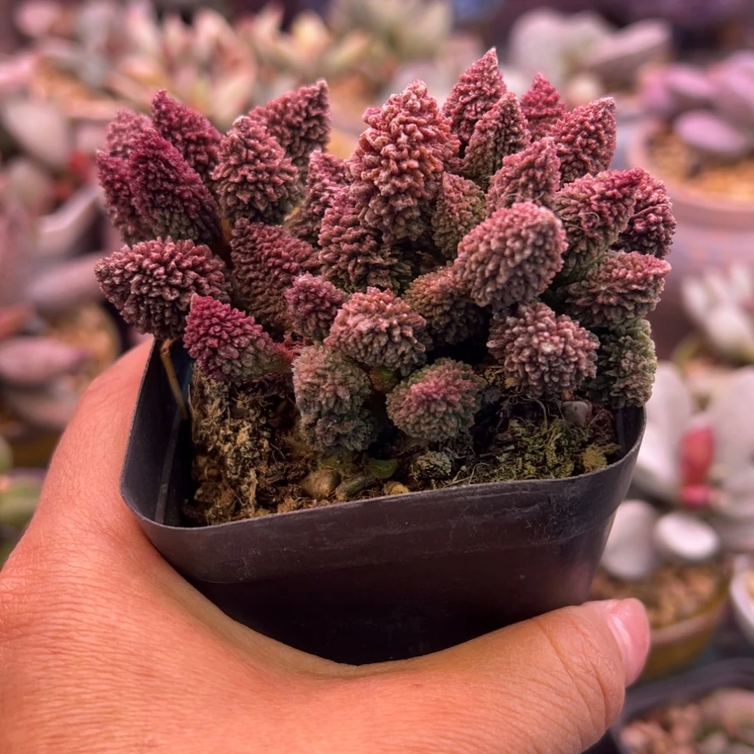 波***儿朱紫玉。