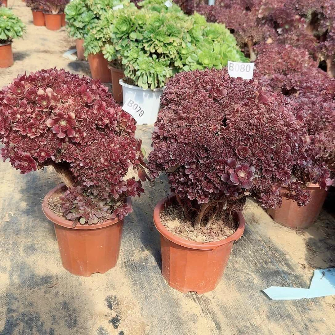 秀****计079.080玫瑰朵朵微瑕共2颗