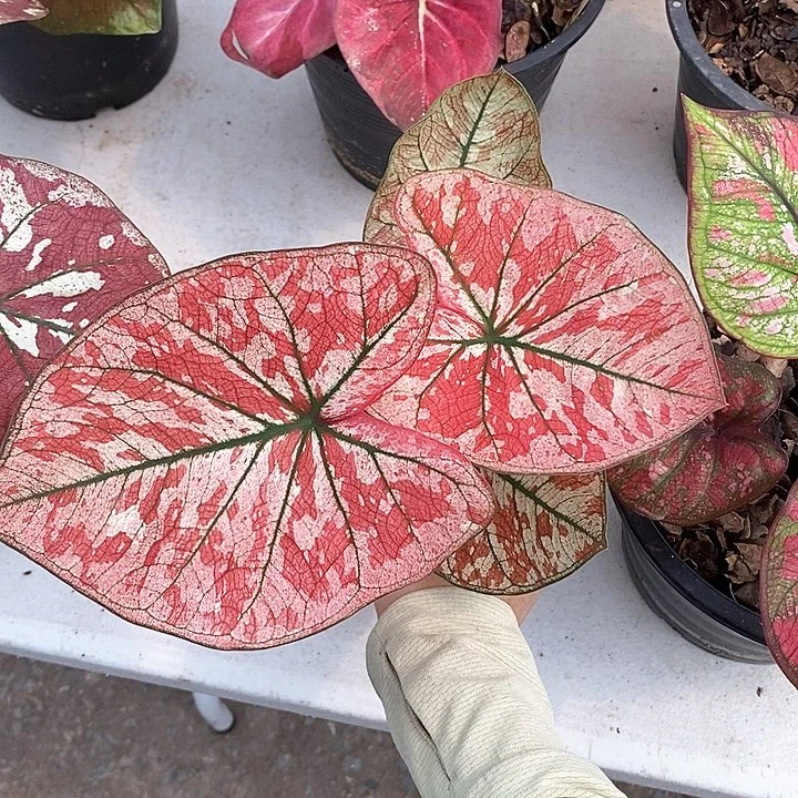 305-0205 泰国彩叶