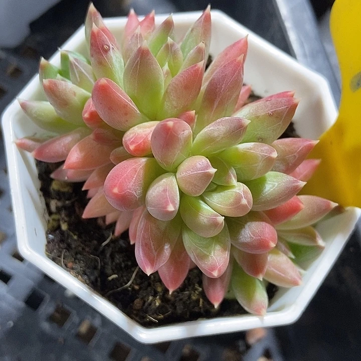 多肉植物炫彩星921