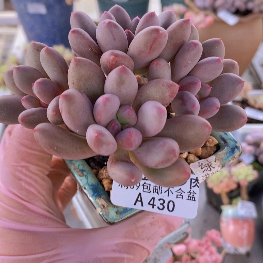 仙子奶7cm430多肉植物