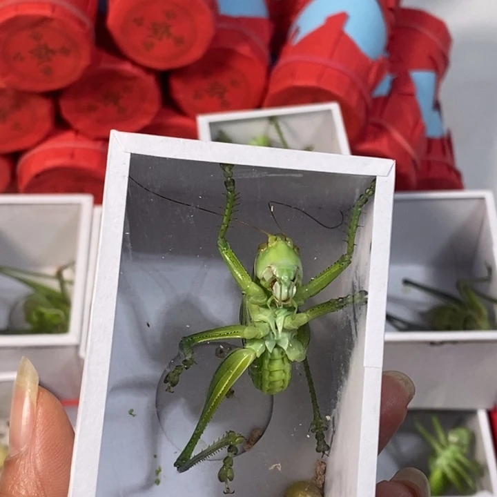 年***余蟋蟀我在等着你回来