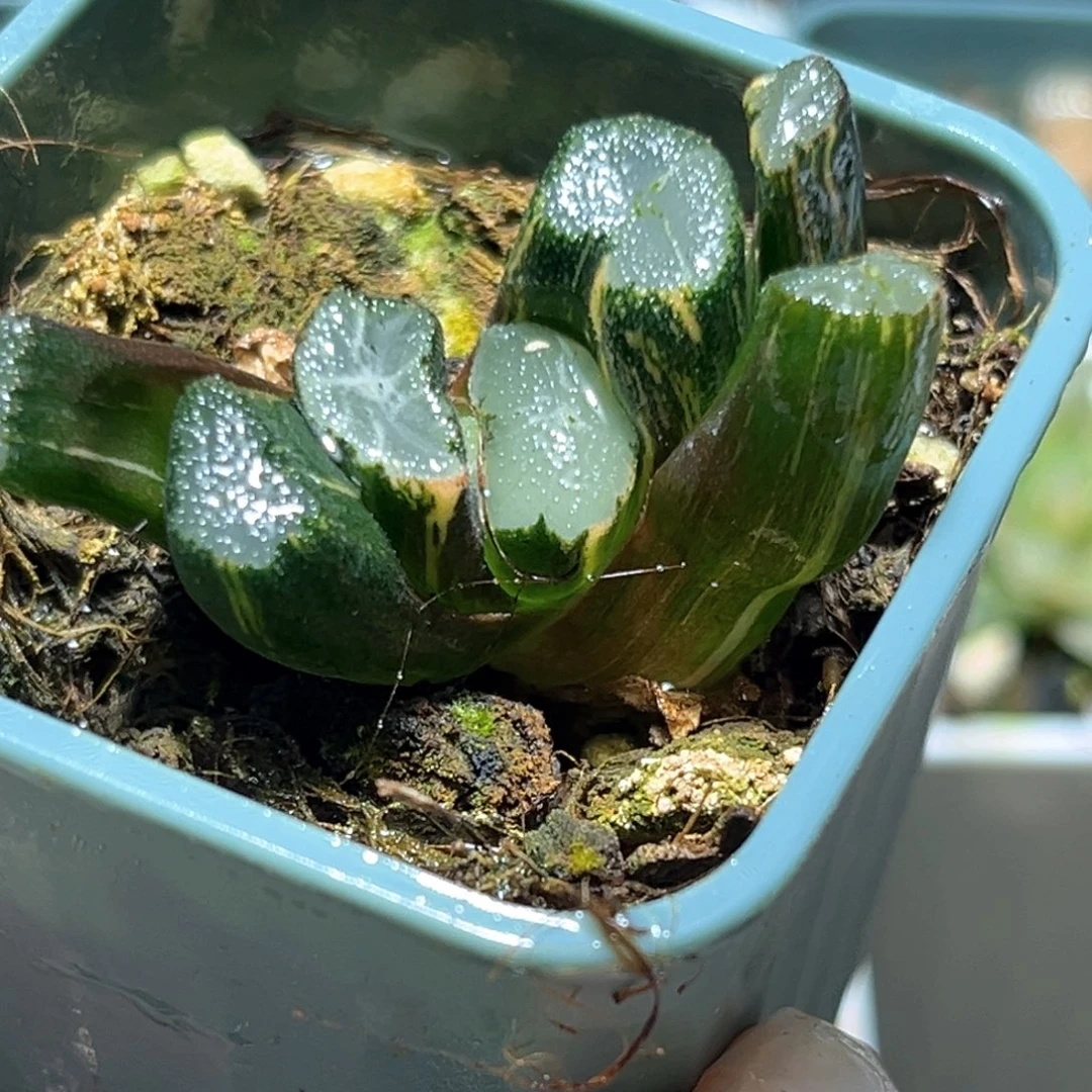 恭喜发财大吉大利4619