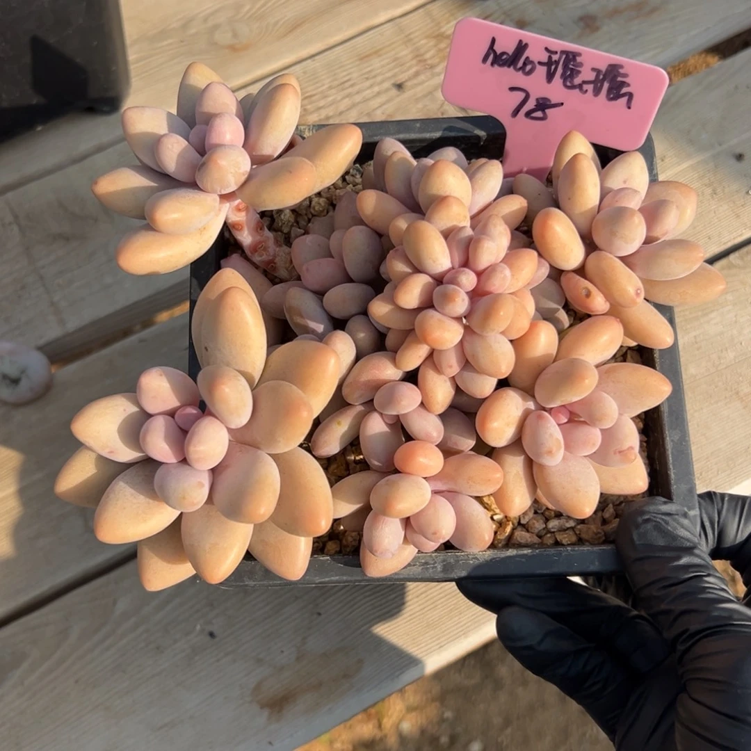 h***瑶蜜多丽1111111111111111