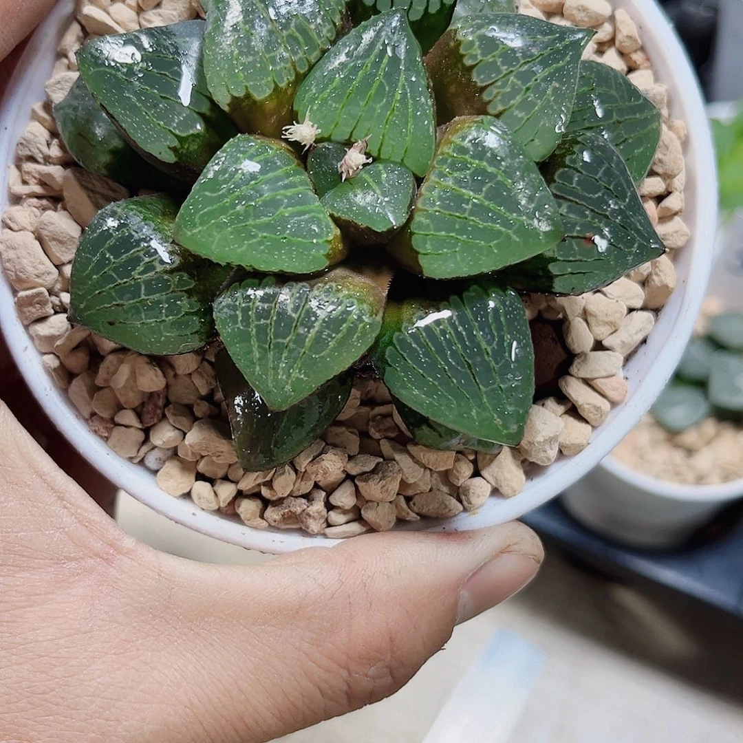 母本日月潭新手好养的