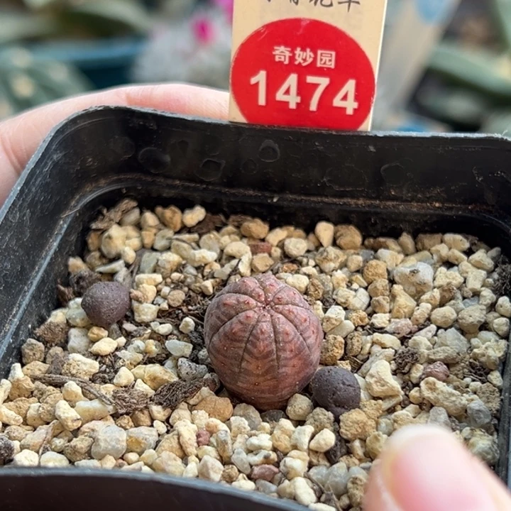 实生红布纹球1.5cm