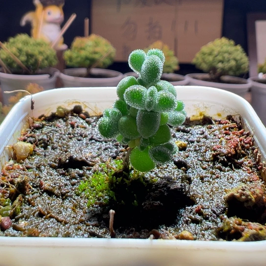 255超级莱斯一物一拍包开箱
