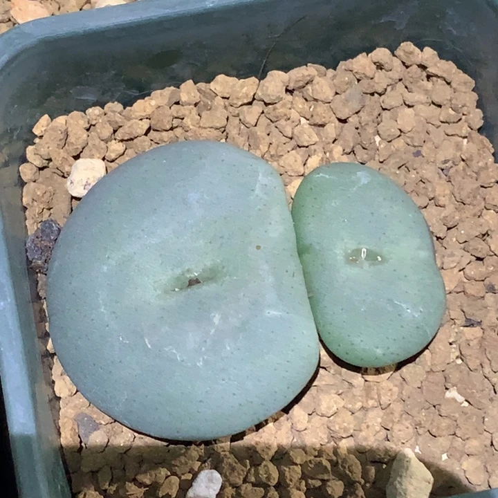 精品多肉植物园艺大酒杯