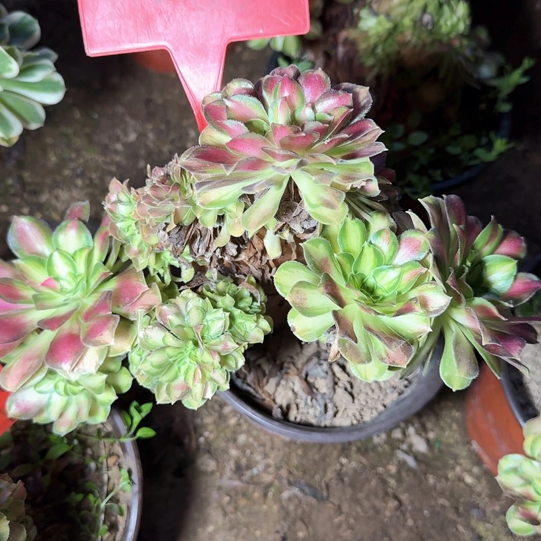 4+1005韶华缀化多肉法师