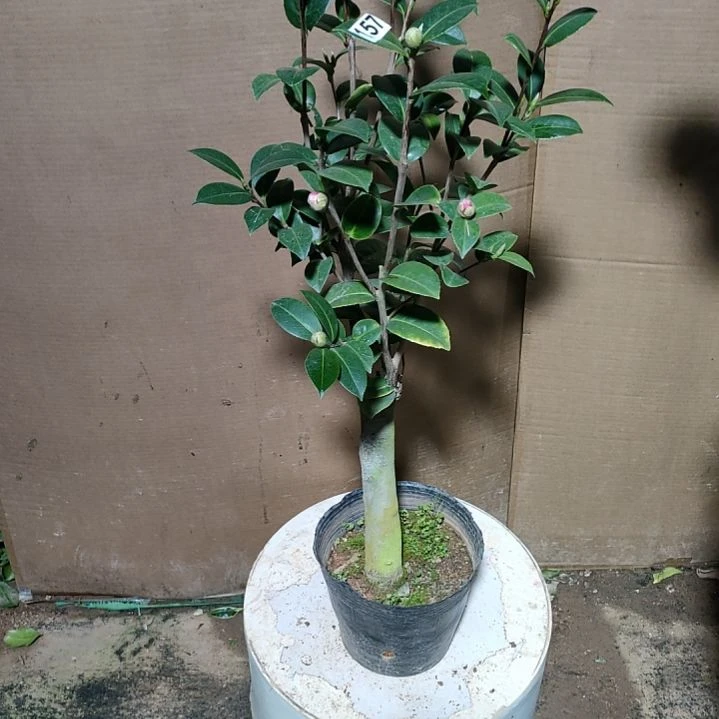 157斑水屋，原盆原土发货，不包邮