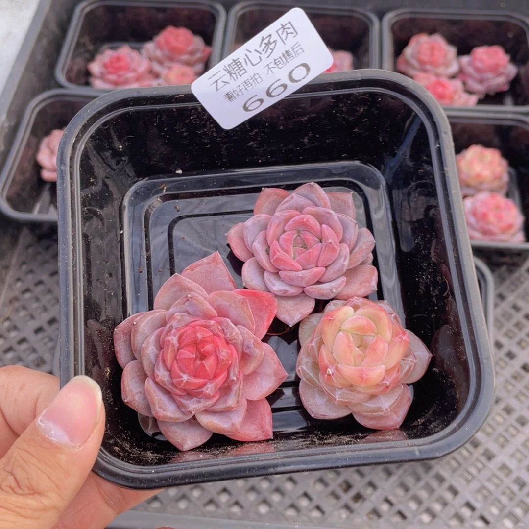 云糖心多肉植物660