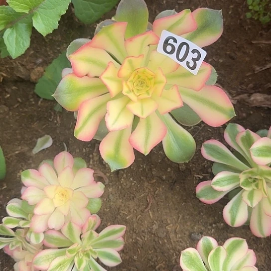 无花朵香603号不包断枝