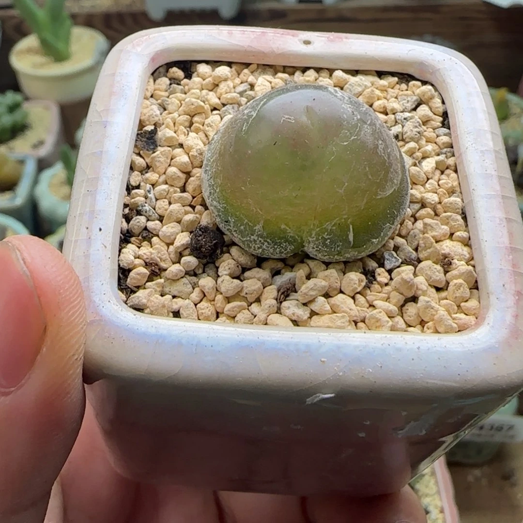 4619-一物一拍 带盆