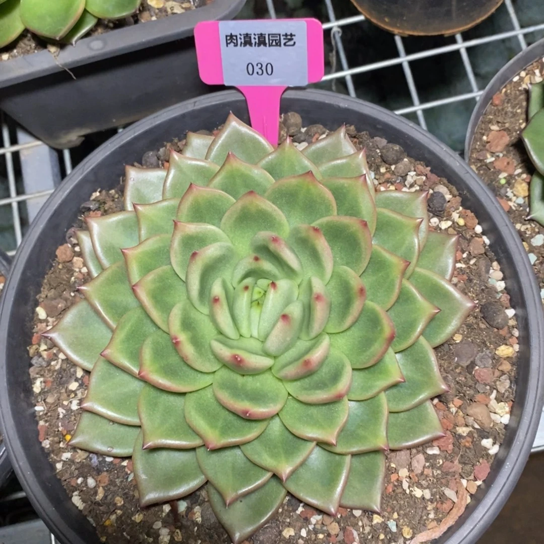 x030-多肉植物 东云叠叶