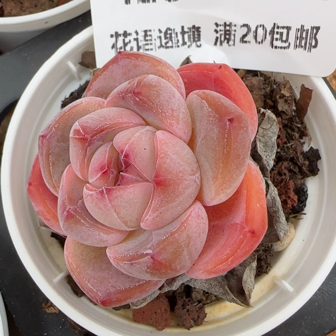 花语逸境0210-428