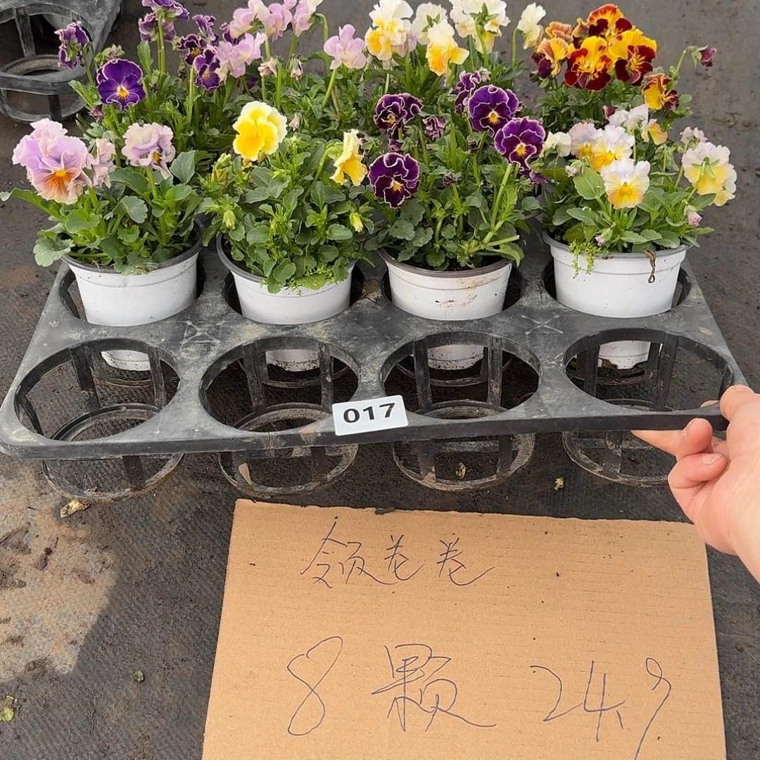 017号大花角堇清棚福利无售后