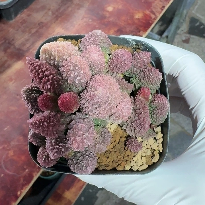 朱子玉仙人球123