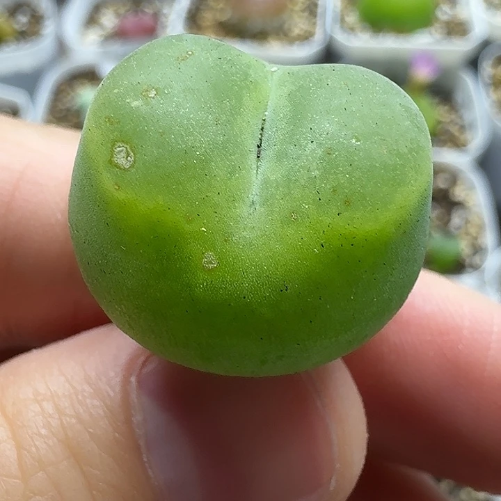 老马生石花o泡2722