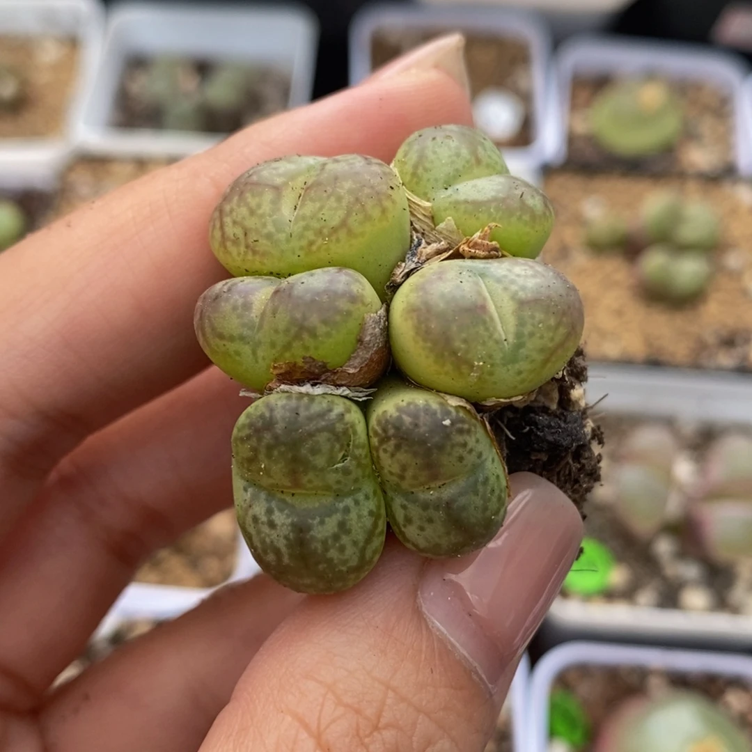 杂交6头多肉植物112