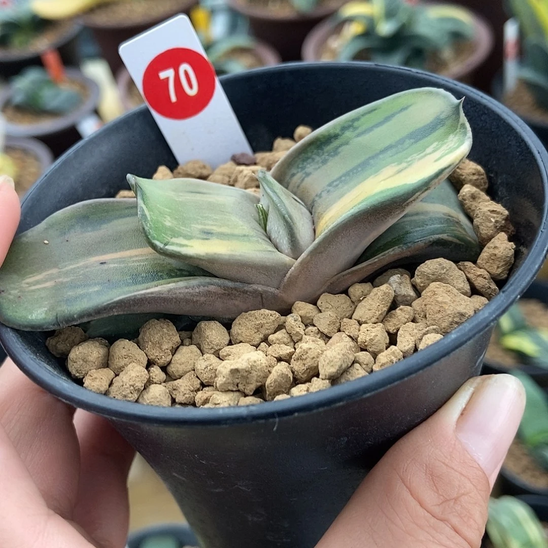 70卧牛实生锦带盆发货