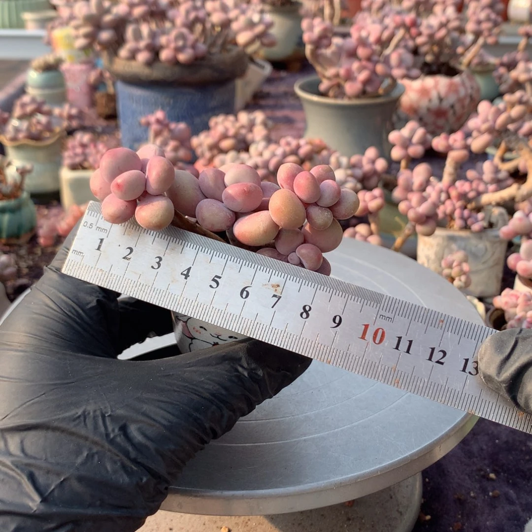 30号桃蛋带盆偏远地区不包邮的