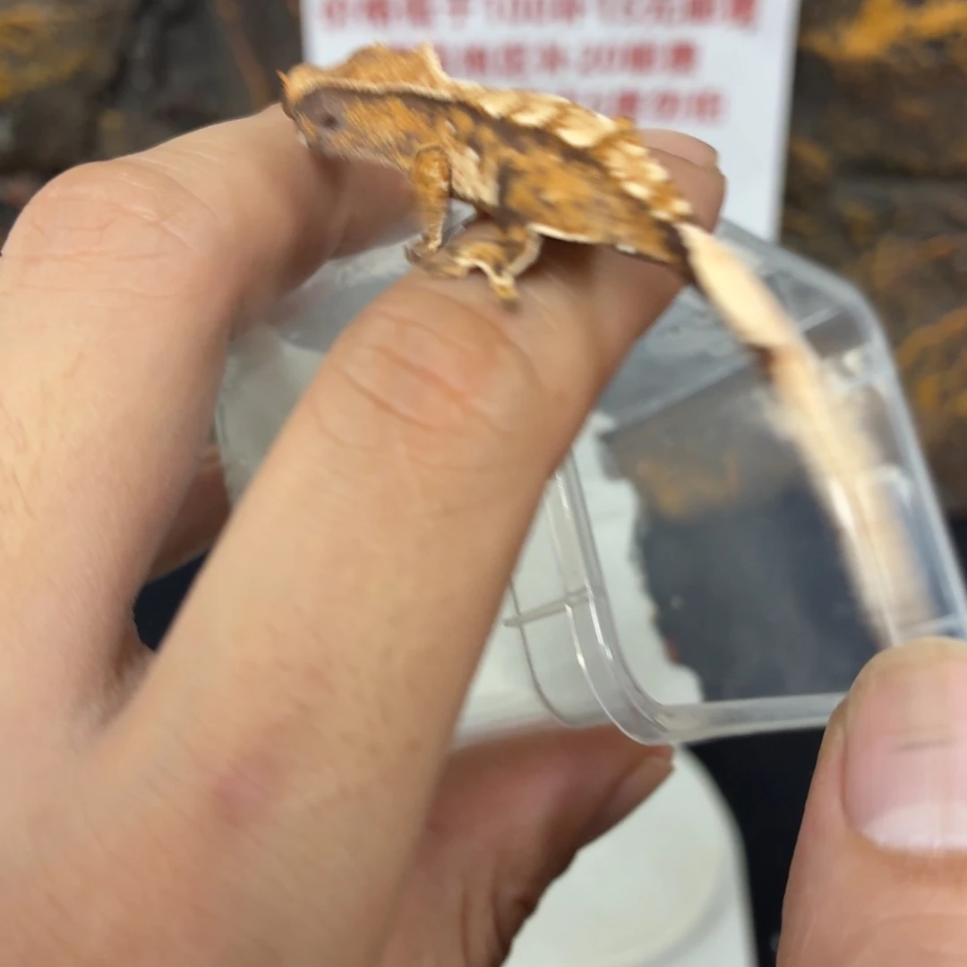 睫角守宫睫角守宫可爱入门