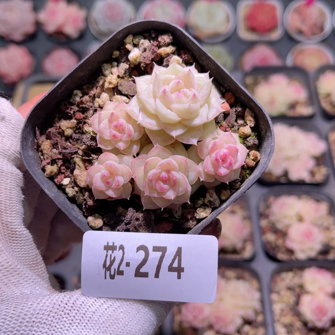 花02-274白天鹅群生