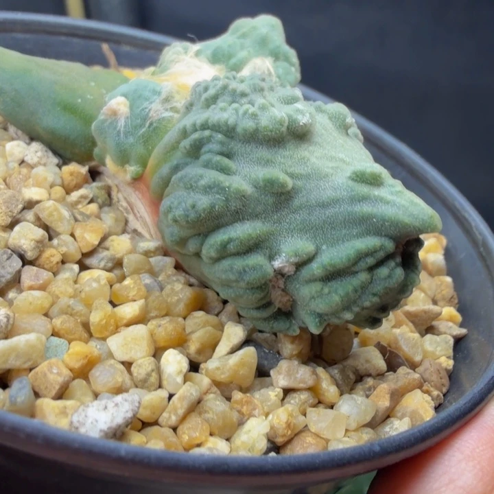 霸气十足的龙形外星怒