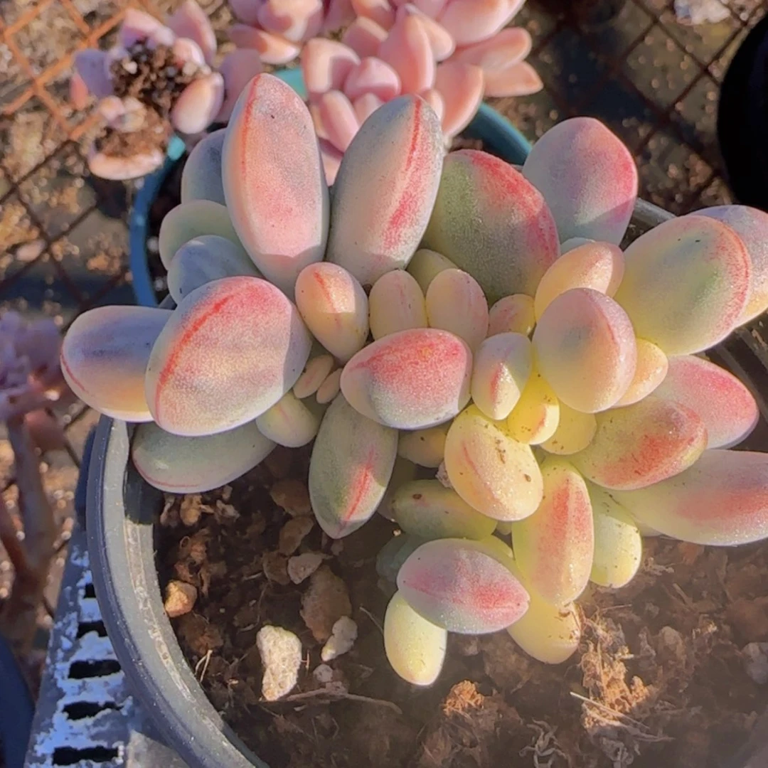 【闪购商品】小乒乓福娘锦