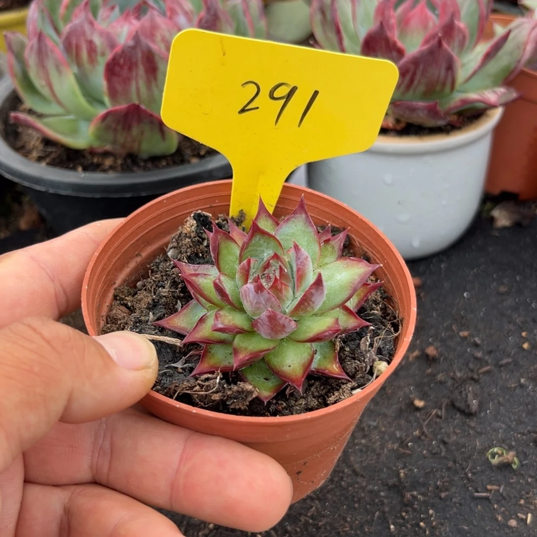 惊鸿仙子多肉植物的291