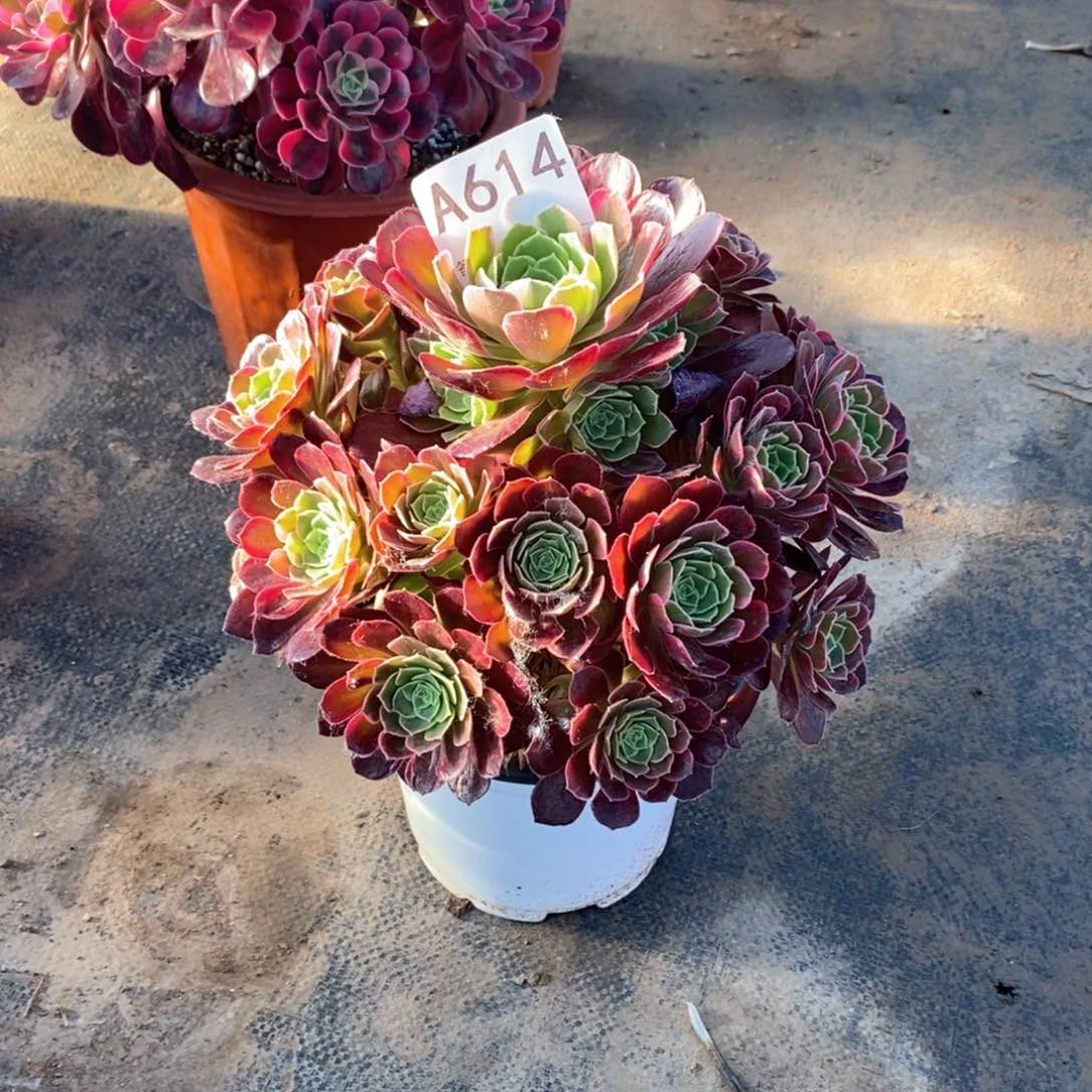 嫩桩安娜锦614多肉法师植物